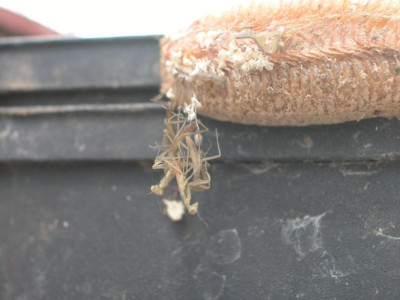 mantis-schlupf1-10-04-08.jpg