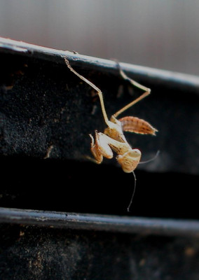 mantis-schlupf3-10-04-08.jpg
