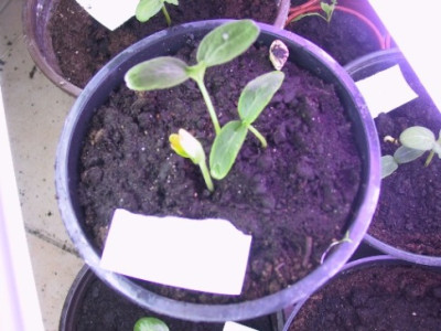 veredlungstopf.JPG