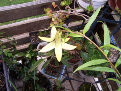 100_0398_Lilium_nepalense_640.jpg