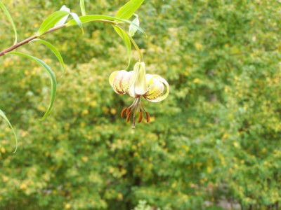 100_0401_Lilium_nepalense_gros_plan640.jpg