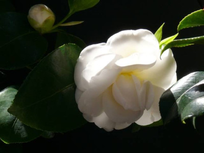 P1100457.jpg
