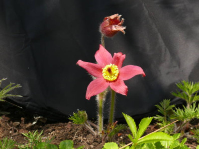 P1100496.jpg