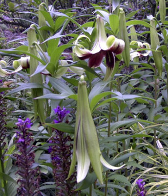 Lilium_nepalense015.jpg