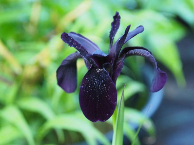 Iris chrysographes Black Form De Wagt P6020522.JPG