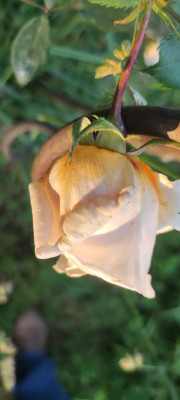 IMG_20220601_200950.jpg