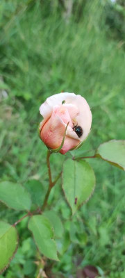 IMG_20220601_201039.jpg
