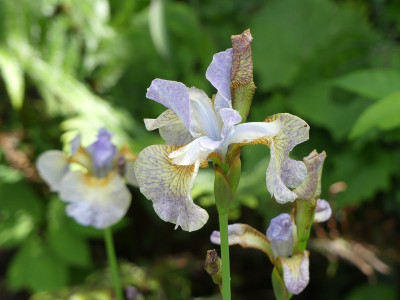 2022-06-02 Iris 'Salamander Crossing' 1.jpg