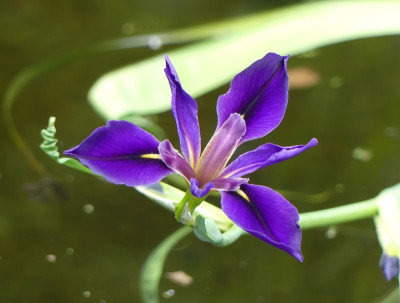 2022-06-02 Iris 1.jpg