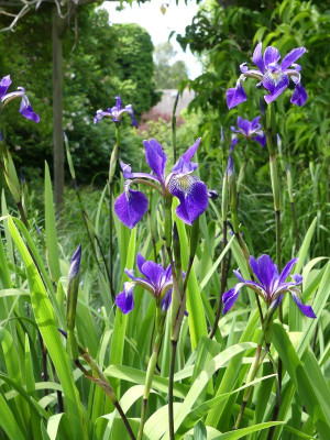 2022-06-02 Iris 'Dark Aura' 1.jpg