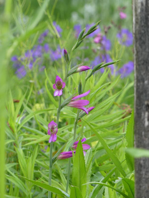 2022-06-02 Gladiolus communis ssp byzantinus 2.jpg