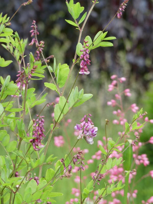 2022-06-02 Lathyrus nigra.jpg