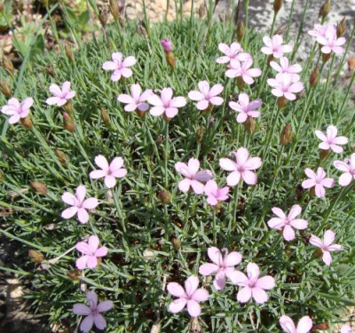 Dianthus microlepis.jpg