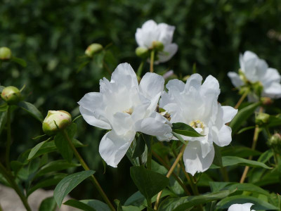 2022-06-02 Paeonia 'White Innocence'.jpg