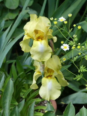 2022-06-02 Iris 'Hermann Hesse' 1.jpg