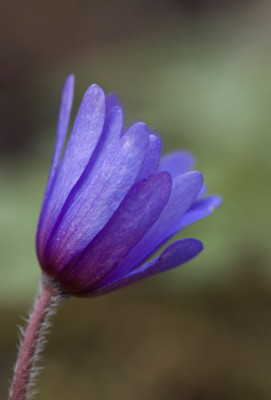 Anemone-Hochbeet.jpg