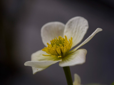 Sumpfdotterblume-klein.jpg