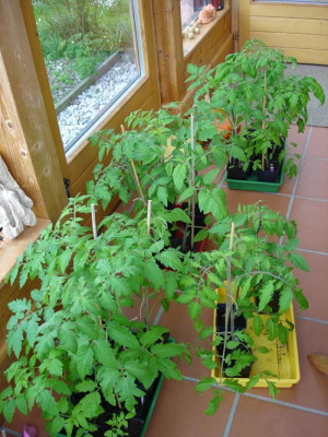 tomatenpflanzen19.4.jpg