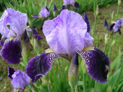 P Perfection 1880 Barr DSCN6993.JPG