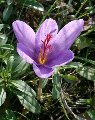 10210016_eCrocus_medius.JPG