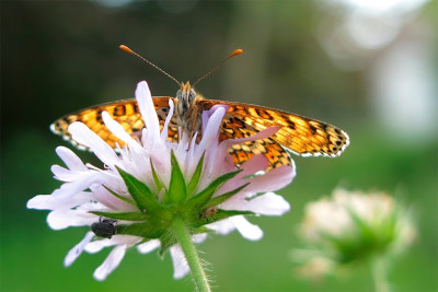 Chicas-Schmetterling.jpg