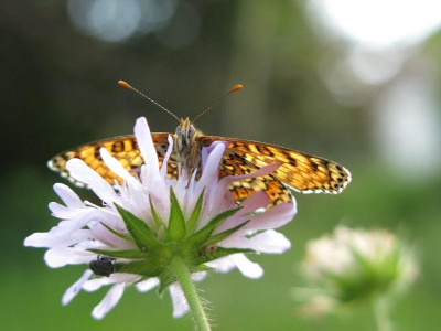 Chicas-Schmetterling-4zu3.jpg