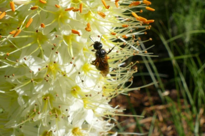 Eremurua_Himalaicus_P1030737.JPG