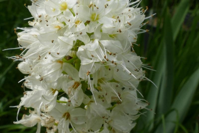 Eremurus_himalaicus_P1030642.JPG