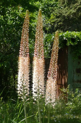 Eremurus_Oase_P1030717_B.jpg