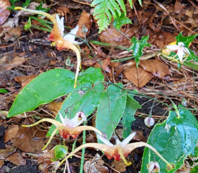 Epimedium Anardil 3.jpg