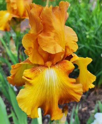 I_Lilos_Orange_20220524_174130_B.jpg