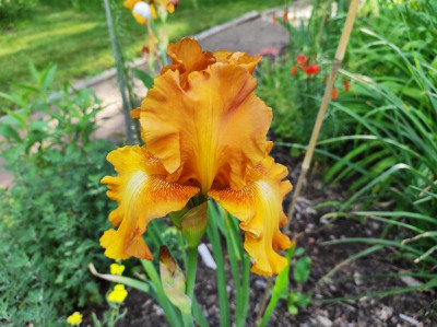 I_Lilos_Orange_20220524_174142.jpg