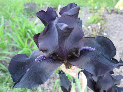 Iris barb. elat. 'Before the Storm'_4946.jpg