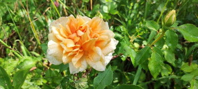 IMG_20220604_104325.jpg