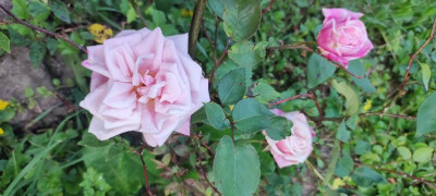 IMG_20220603_201347.jpg