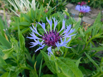 Bergflockenblume (Centaurea montana).jpg