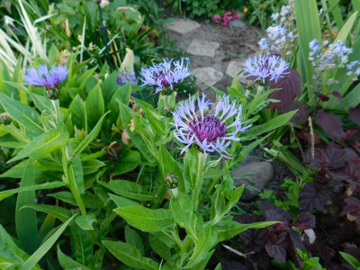 Bergflockenblume (Centaurea montana)_2.jpg