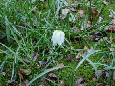 10.4..2008_013kl._Frit._meleagris_weiss.JPG