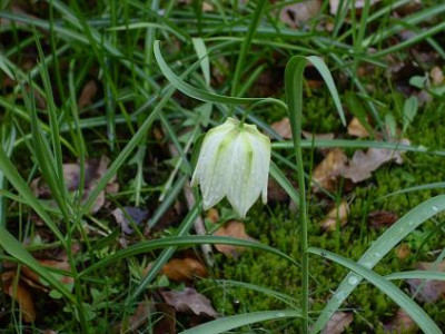 10.4..2008_015kl._Frit._meleagris_ws_macro.JPG