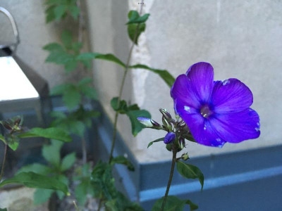 4D84287D-783B-4F35-B4FD-41E1F1BE45B0.png
