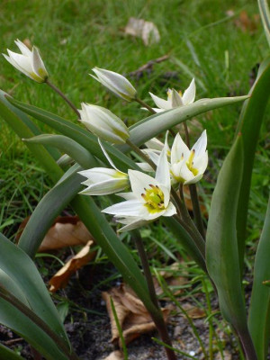 18.04.2008_43kl.25_Tulipa_turc..JPG