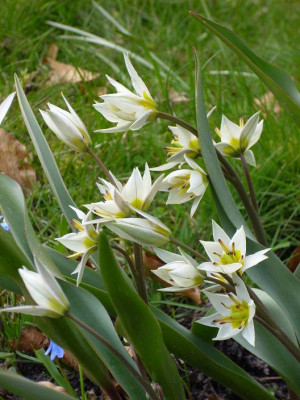 18.04.2008_44_kl._25_Tulipa_turc..JPG