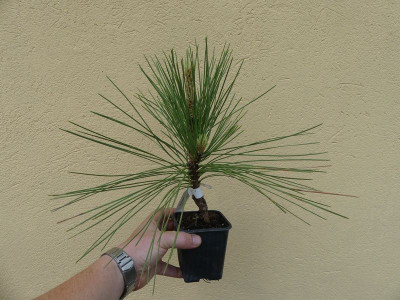 2022-06-04 Pinus pinaster 'Aberdoniae'.jpg