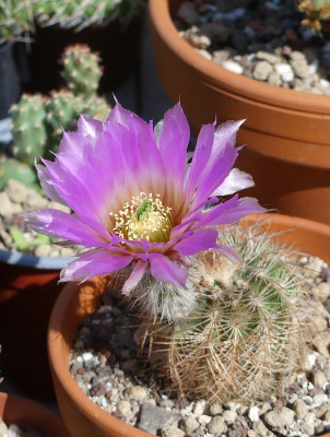 2022-06-03 Kakteen Echinocereus reichenbachii castaneus 1.jpg