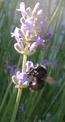 Megachile parietina2.jpg