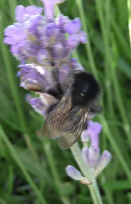 Megachile parietina.jpg