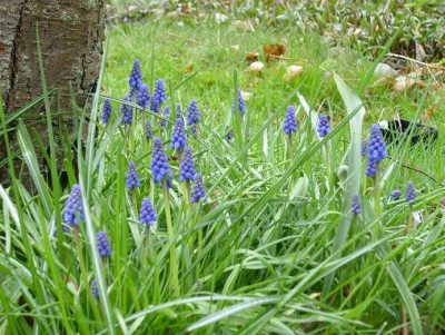 18.04.2008_27kl.18_Muscari_armeniacum.JPG