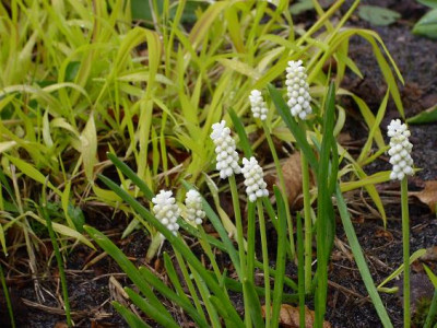 18.04.2008_17kl._20_nah_Muscari_wei.JPG