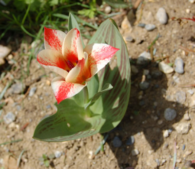 Wildtulpe_Czaar_Peter_S5_21376_90.jpg