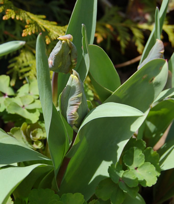Papagei-Tulpe_Rococo_S5_21378_92.jpg